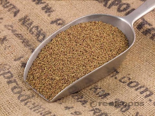 Organic alfalfa sprouting - organic,